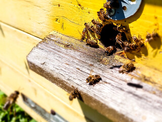 European honey bees fly near beehive. Close up photo.