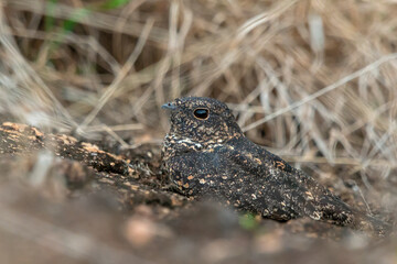 Pygmy Nightjar