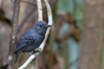 Plumbeous Antvireo