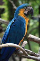 Bright colorful parrot with blue and orange plumage sits on tree branch close-up, Bali, Indonesia