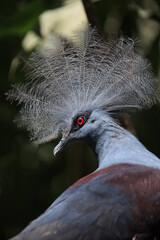 Crowned pigeon close-up on the blurred natural background, Bali, Indonesia. Selective focus