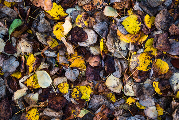 Autumn in Regents Park, one of the Royal Parks of London, England
