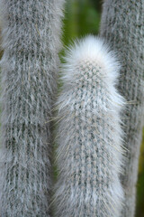 Silver torch