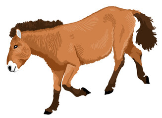 przewalski's horse vector illustration	