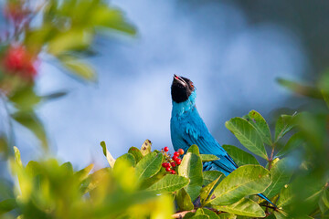 Swallow Tanager