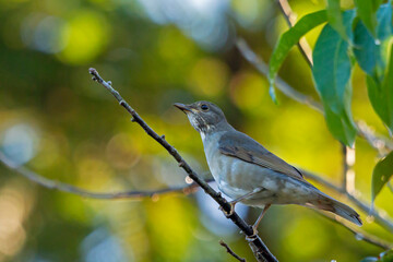 Eastern Slaty Thrush