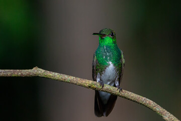 Glittering-throated Emerald