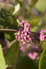 Beautyberry Profusion