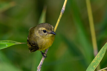 Yellow Tyrannulet