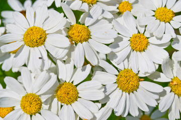 daisies in a row
