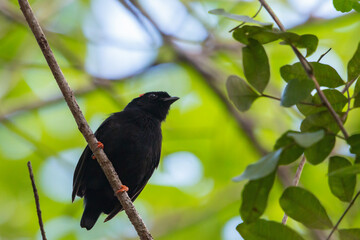 Blue-backed Manakin