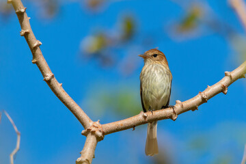 Obraz premium Bran-colored Flycatcher