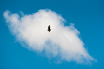Vulture in flight, Arenal, Alajuela Province, Costa Rica, Central America