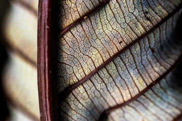 Close up detail of a leaf in the rainforest in Arenal Volcano National Park, Alajuela Province, Costa Rica, Central America
