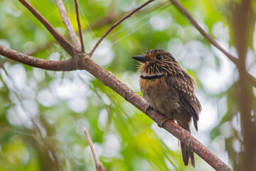 Crescent-chested Puffbird