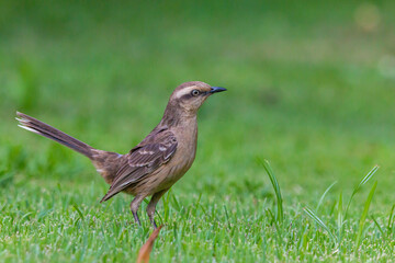 Chalk-browed Mockingbird