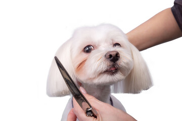 Professional groomer takes care of Maltese lapdog in animal beauty salon. - obrazy, fototapety, plakaty