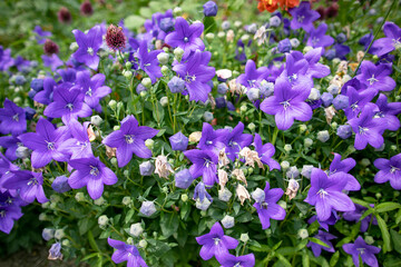 Closeup of a blue flowering clematis Clematis on the garden background