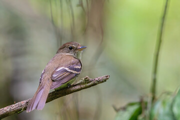 Euler's Flycatcher