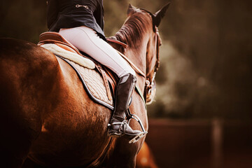 Rear view of a bay horse with a rider in a leather saddle. Equestrian sports. Horse riding....