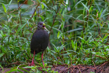 Blackish Rail