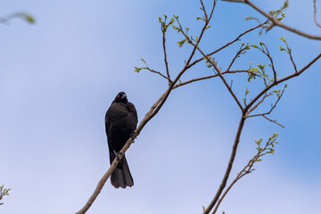 Giant Cowbird