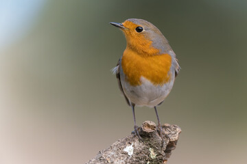 Common robin perched