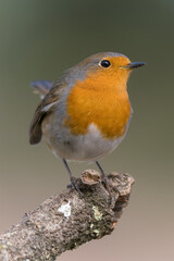 Common robin perched