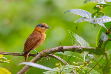 Chestnut-crowned Becard