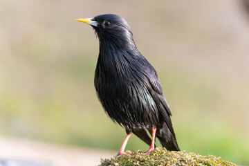 Common Blackbird, Turdus merula