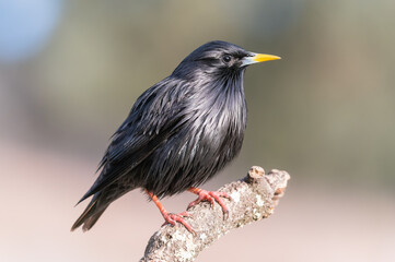 Common Blackbird, Turdus merula