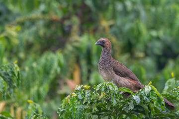 East Brazilian Chachalaca