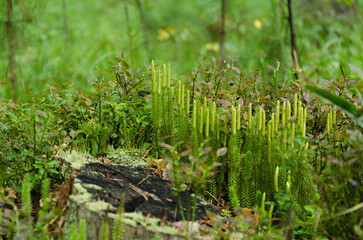 moss on the ground