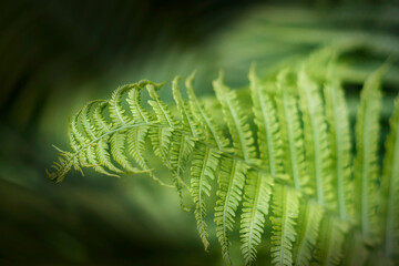 Zielone liście paproci w świetle ciemnego, parku. Naturalna tekstura liści paproci. - obrazy, fototapety, plakaty