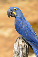 Closeup blue hyacinth macaw (Anodorhynchus hyacinthinus) seen from profile and perched on wood post