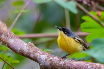 Common Tody-Flycatcher