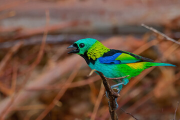 Green-headed Tanager