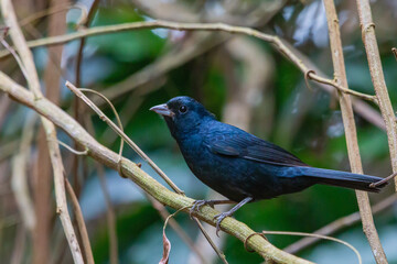 Ruby-crowned Tanager