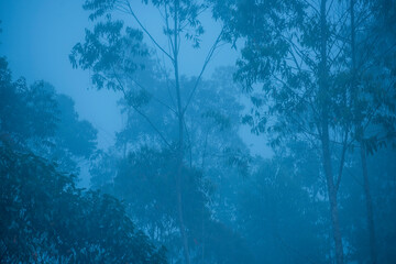 Trees in mist at dawn, Andasibe National Park, Madagascar
