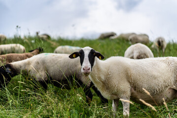Schafe als Landschaftspfleger in den Vier- und Marschlanden bei Hamburg (Vierländer Deich /...
