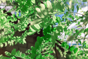 Fresh green leaves of acacia tree