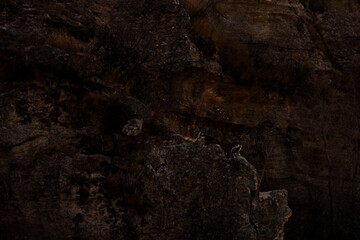 Ring-tailed Lemur (Lemur catta), Isalo National Park, Ihorombe Region, Southwest Madagascar