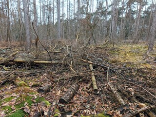 forest in the forest