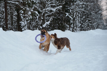 Active and energetic walk with two dogs in winter park. Aussie puppy jumps and bites. Red and black German Shepherd is running fast along snowy forest road with round toy.