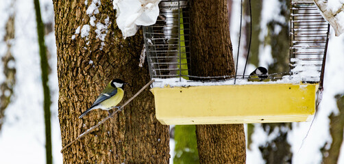 bird in a tree