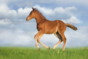 Naklejka na ściany i meble Foal run gallop on green pasture against sky