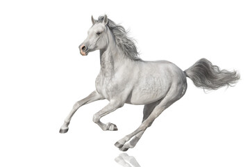 horse isolated on white background - 485810812