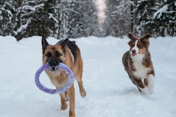 Fototapeta na wymiar Active and energetic walk with two dogs in winter park. Aussie puppy runs alongside with tongue sticking out. Red and black German Shepherd is running fast along snowy forest road with round toy.