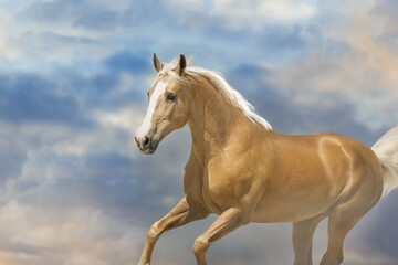Obraz na płótnie Canvas Palomino horse run free against sky