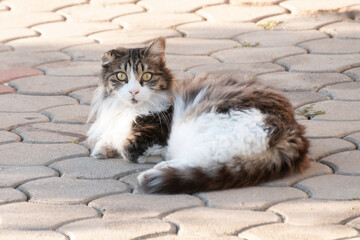 portrait of a cat on the city street in bright summer day